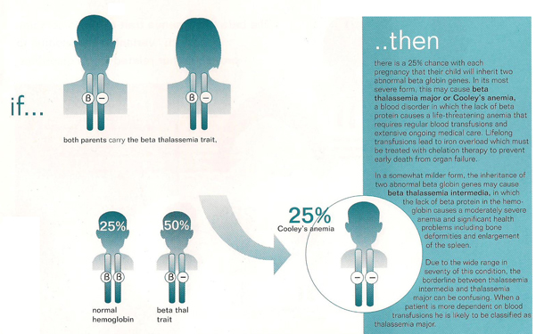 beta thallasemia 3